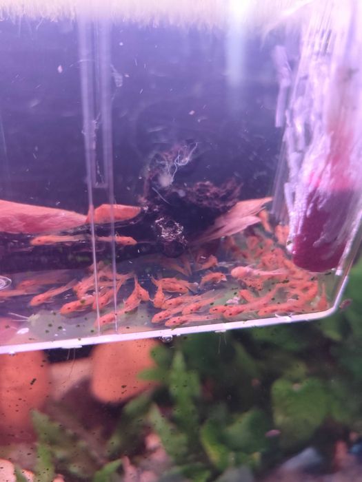 Ancistrus super red SF/LF,Guppys, neocaridinas