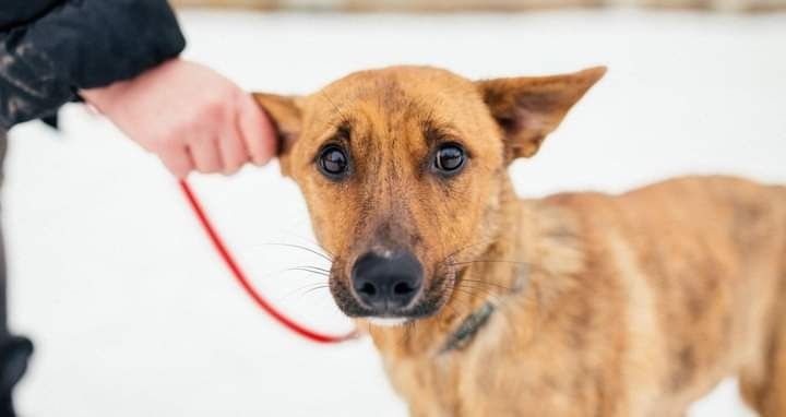 Собака собачка песик