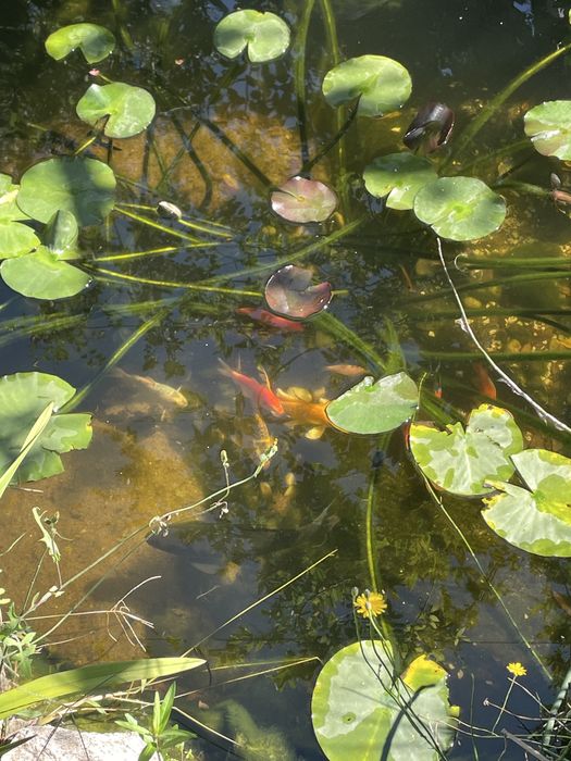 Nenufares cor de rosa com envio gratuito