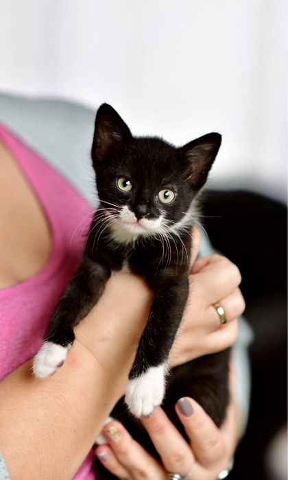 2 miesięczne koty do adopcji