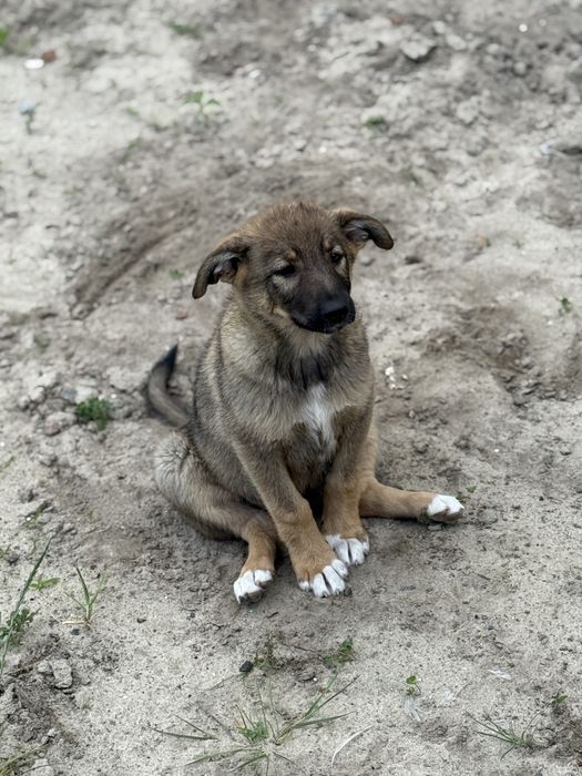 Дівчинка Соня самка собака цуценя щенок в добрі руки сука