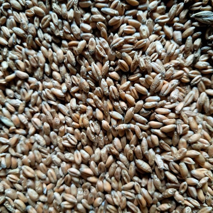 Pszenica czysta gruba