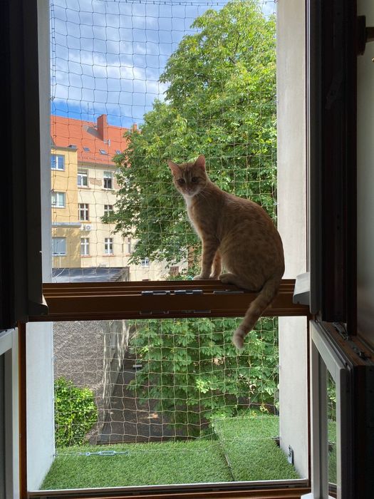 Siatka dla KOTA na balkon Zielona Góra