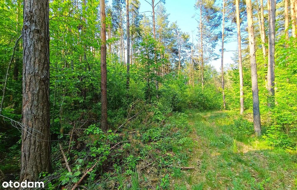 Działki budowlane wśród sosen | Grabnik k/Krasnobrodu | Roztocze