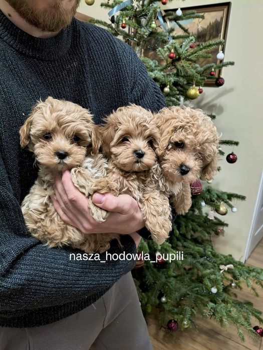 maltipoo F1 ze sprawdzonej hodowli