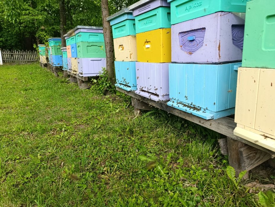 Miód lipowy z 2025, super smak:)