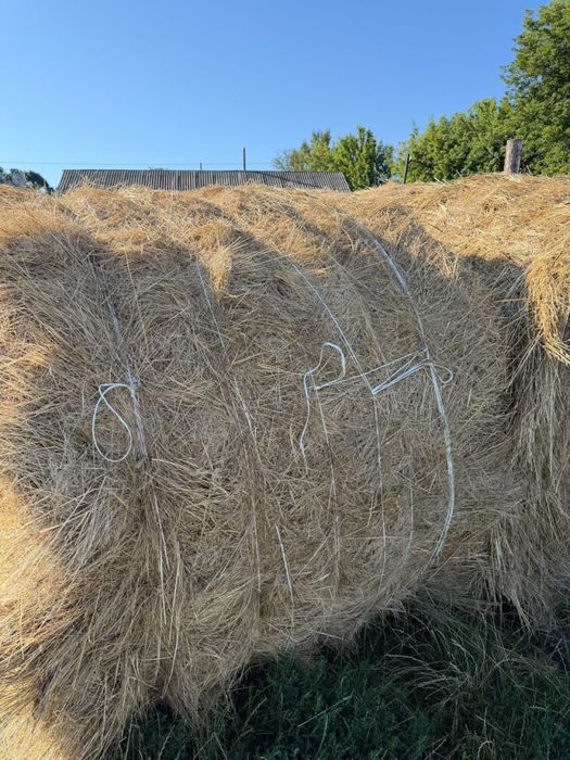 Сіно в круглих тюках