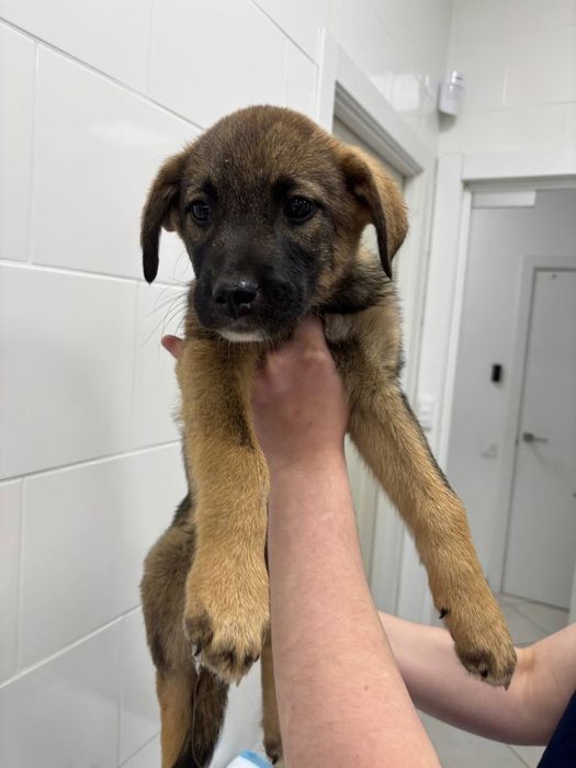 Цуценя хлопчик 4 місяці