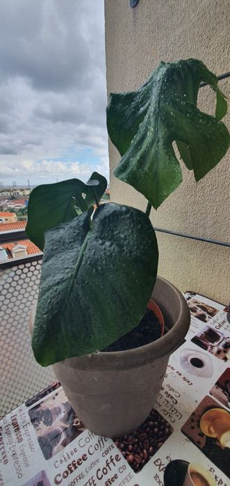 Monstera ou costela de Adão planta
