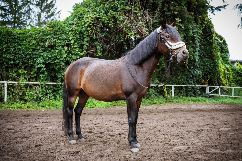 Nieduża klaczka z doświadczeniem + sprzęt