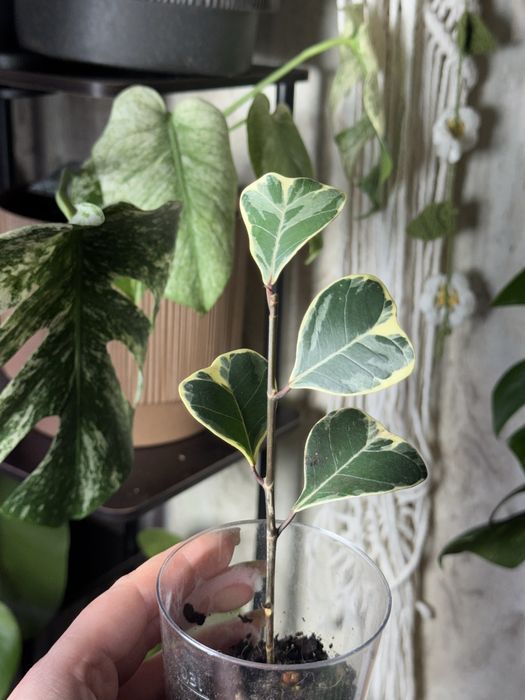 Фікус триангуляріс TRIANGULARIS