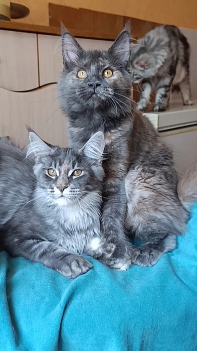 Котята породы Мейн Кун