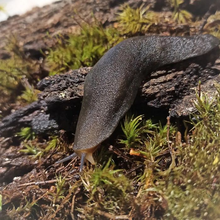 Мадагаскарские слизни