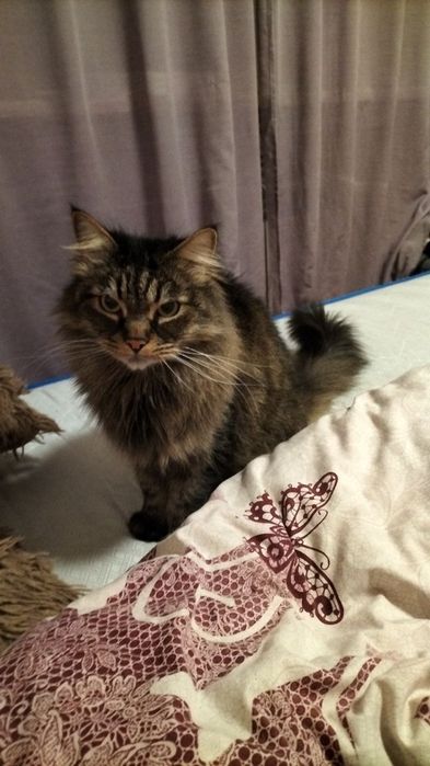 котик срочно ищет себе временный дом, котик мейнкун