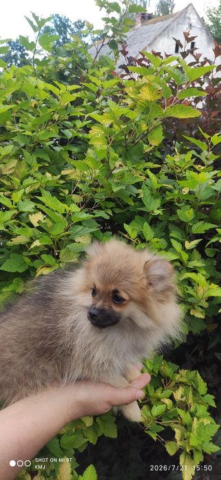 Pomeranian, Szpic miniaturowy.