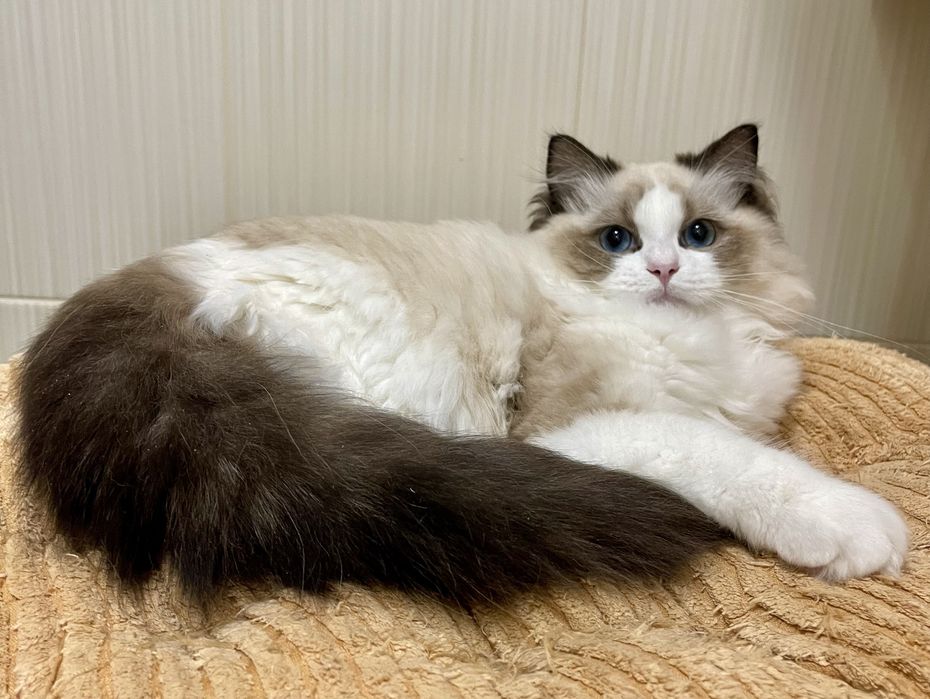 Регдолл котёнок 5 мес