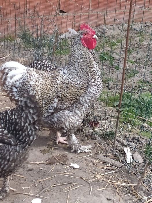 Maline,ovos Férteis