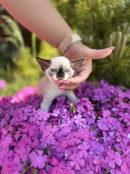 Devon rex kocur FPL