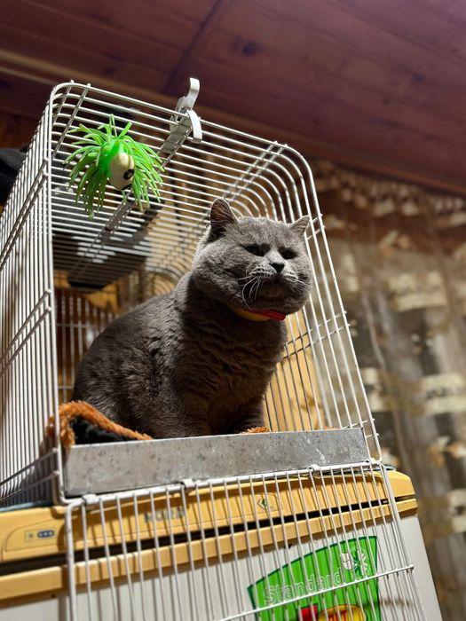 Для в'язки Шотланський Кіт Скоттіш-страйт .