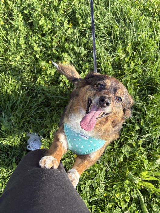 Cadelas para adoção [Urgente]