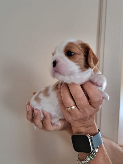 Cavalier King Charles Spaniel