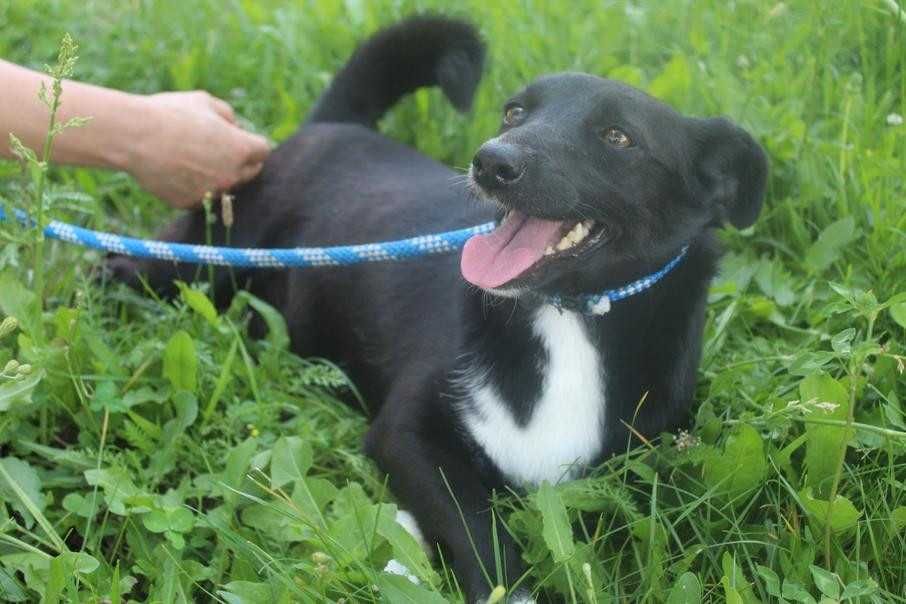 587350 Czika do adopcji