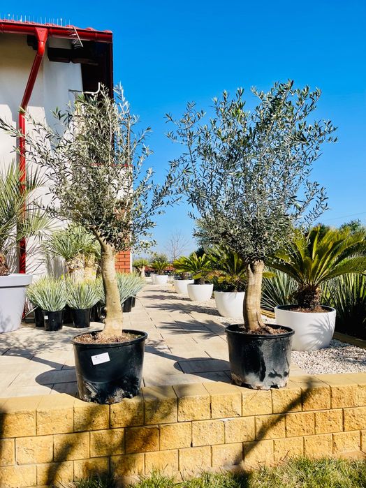 Olea europaea intensivo grube pnie import Hiszpania