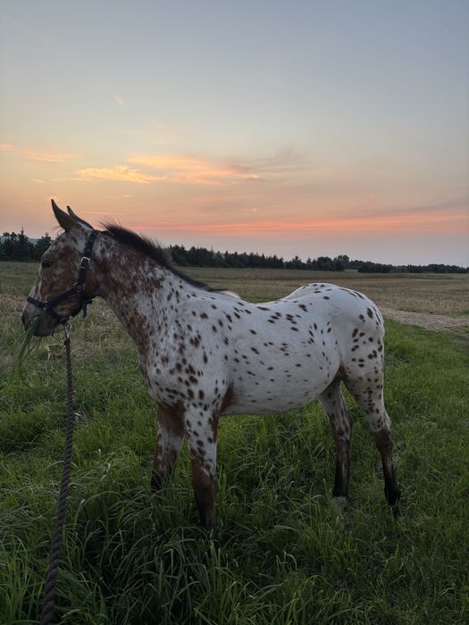 Sprzedam cudowną klacz pogrubianą