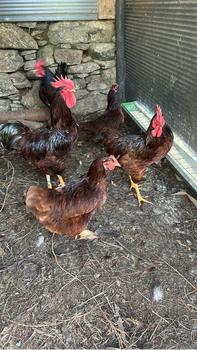 Ovos galados rhode island red