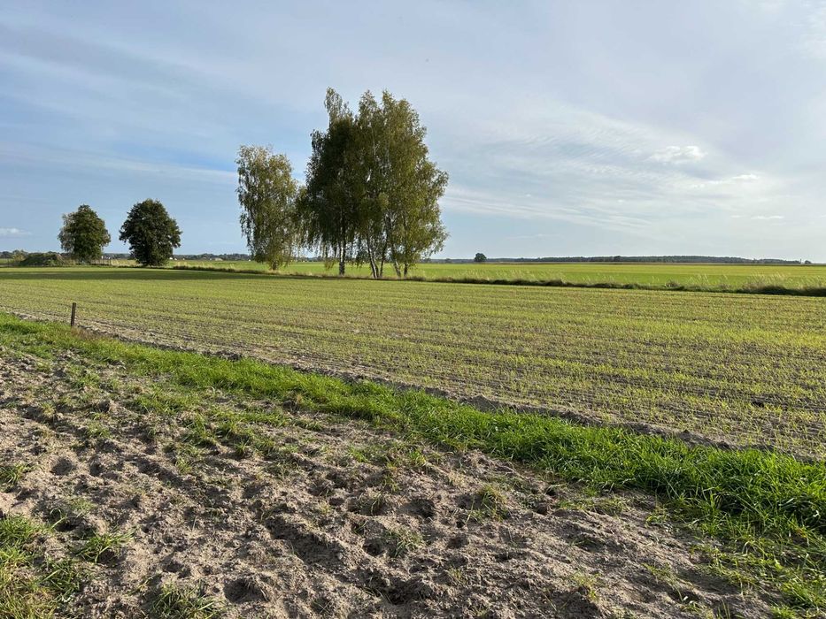 Działki budowlane pod lasem Jezierzyce Kościelne 900 m² i 964 m² - Widok 3