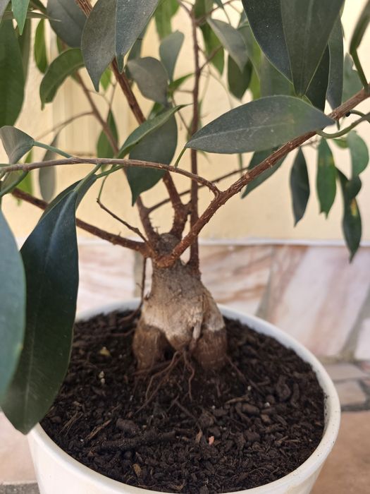 Ficus Microcarpa Ginseng