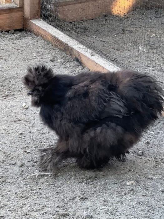 kogut silka USA splash czeko red pyle