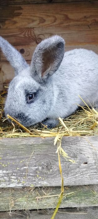 Królik WJS  jasno srebrzysty