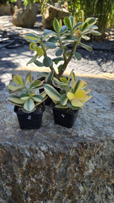 Grubosz Crassula zestaw Alba oraz ReturnofBeauty EDGE odmiana Koreańska