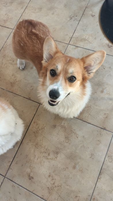 Welsh Corgi Pembroke FCI