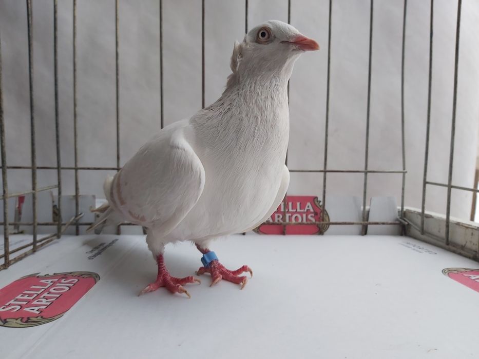 Gołębie Jasne Masłowe