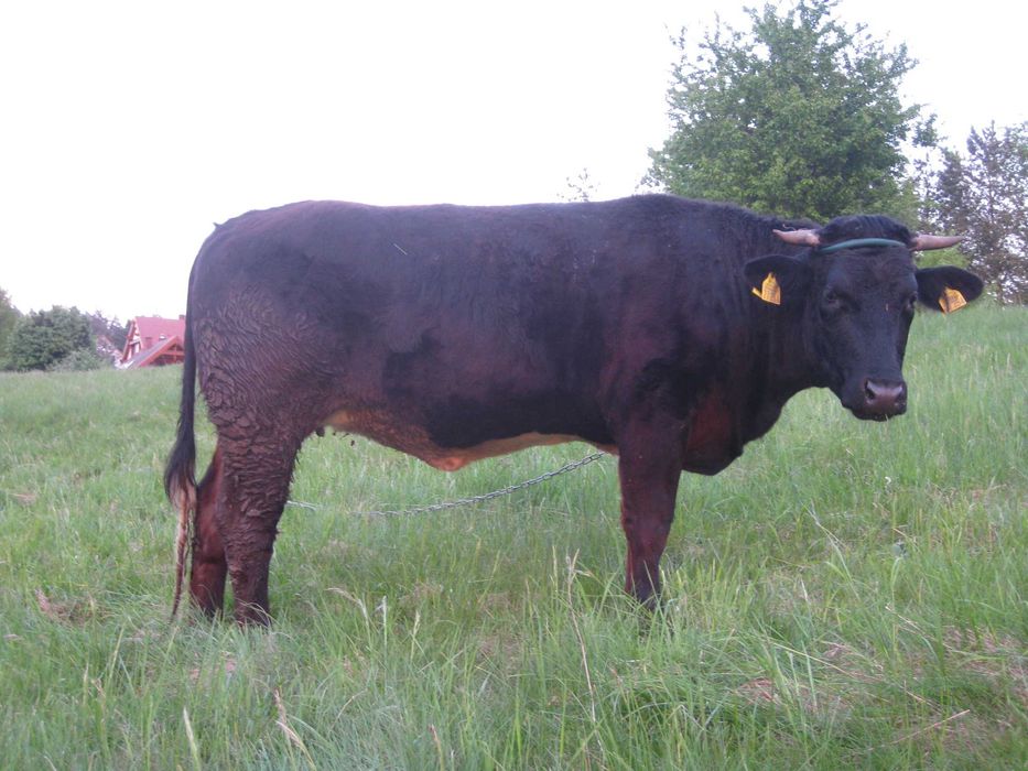 Jalowka Cielna Limousine