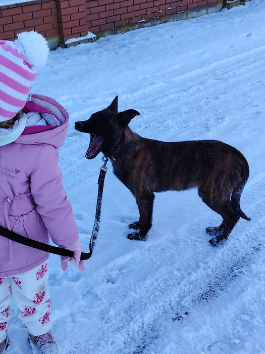 Owczarek Holenderski