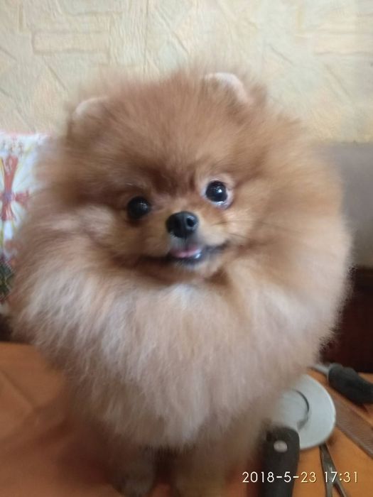 Вязка. Померанский шпиц baby face