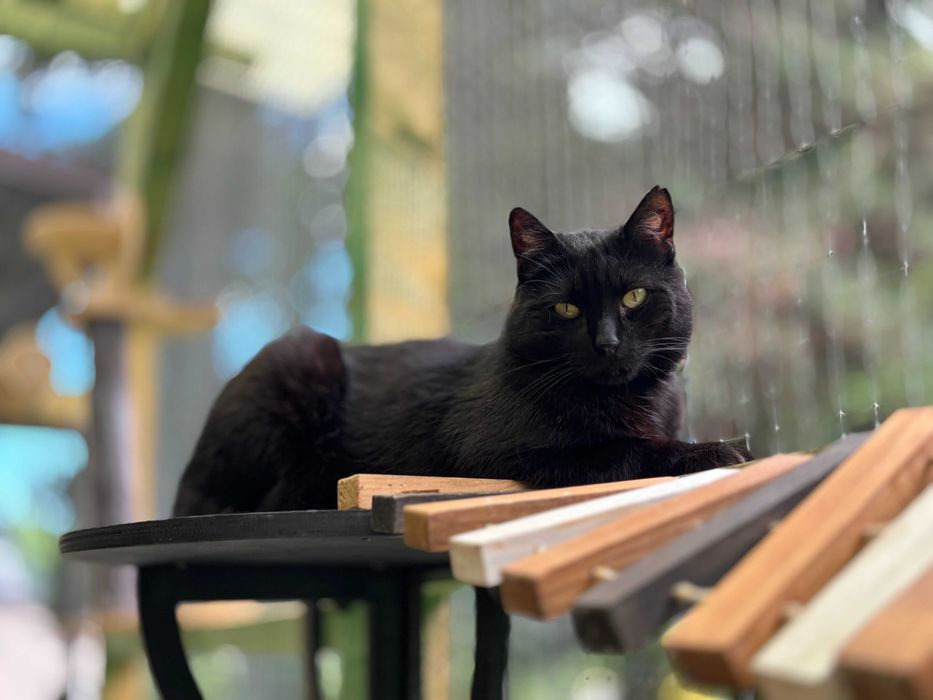 Tofik spokojny kocurek do adopcji