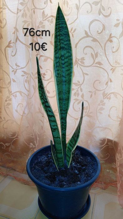 Plantas, Sanseviérias grandes