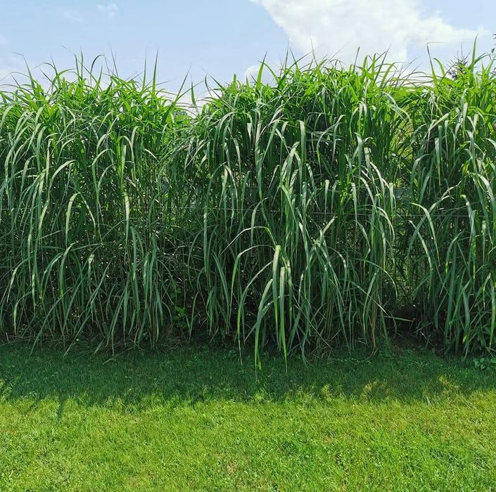 Sprzedam Miskant olbrzymi trawa