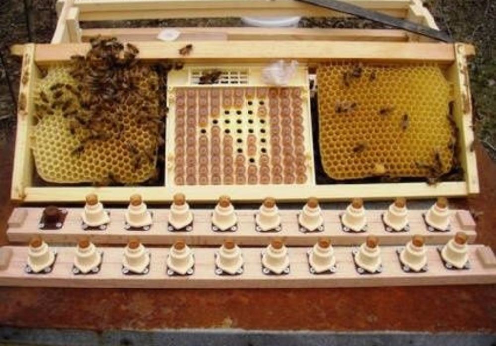 Бджоломатки Карніка та Українська Степова  f1