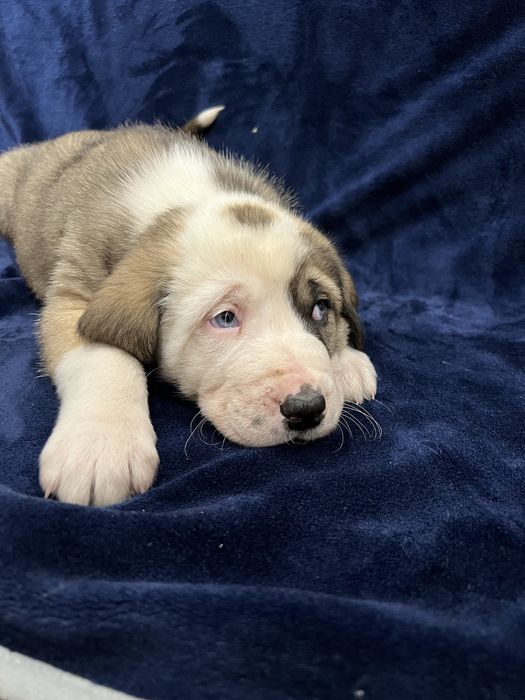 Owczarek środkowoazjatycki suczka