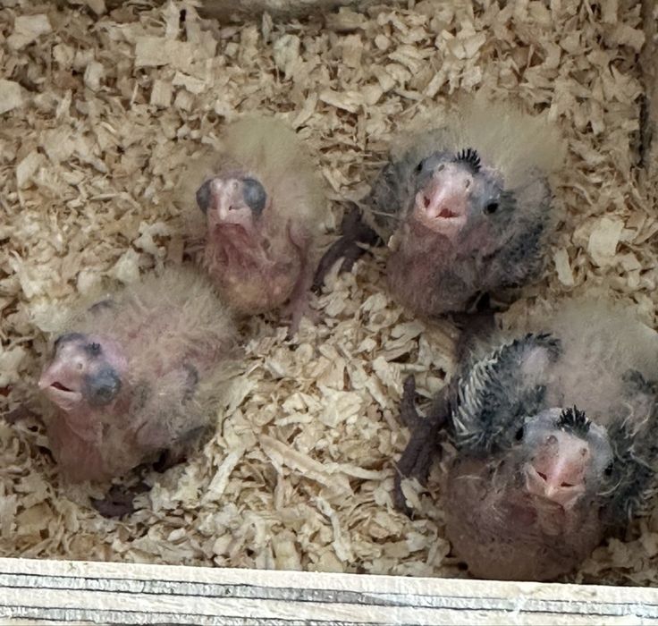 Caturras bébés para criar a mão