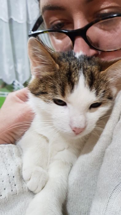 Przekażę kotki do adopcji