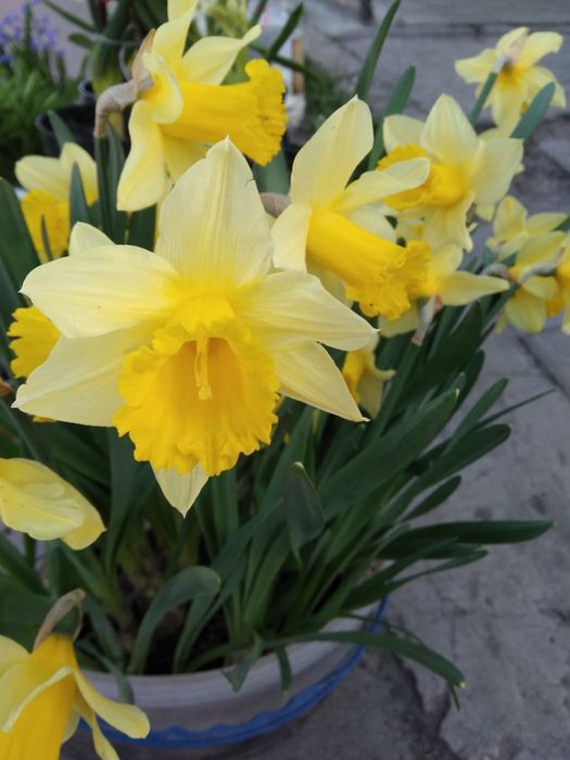 Нарциси низькорослі