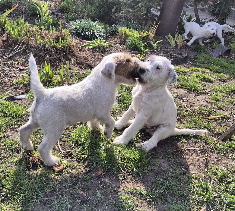 Parson Russell Terrier