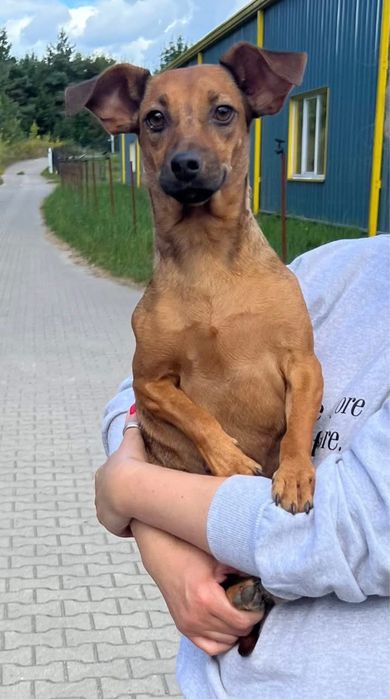Urocza, malutka sunia Zumba szuka domku