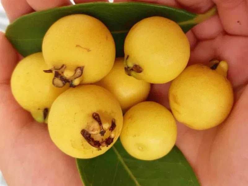 Araça Amarelo - Psidium cattleianum Var. Amarelo